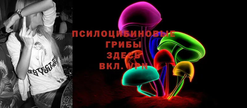 Галлюциногенные грибы Psilocybe  МЕГА   Кизляр 